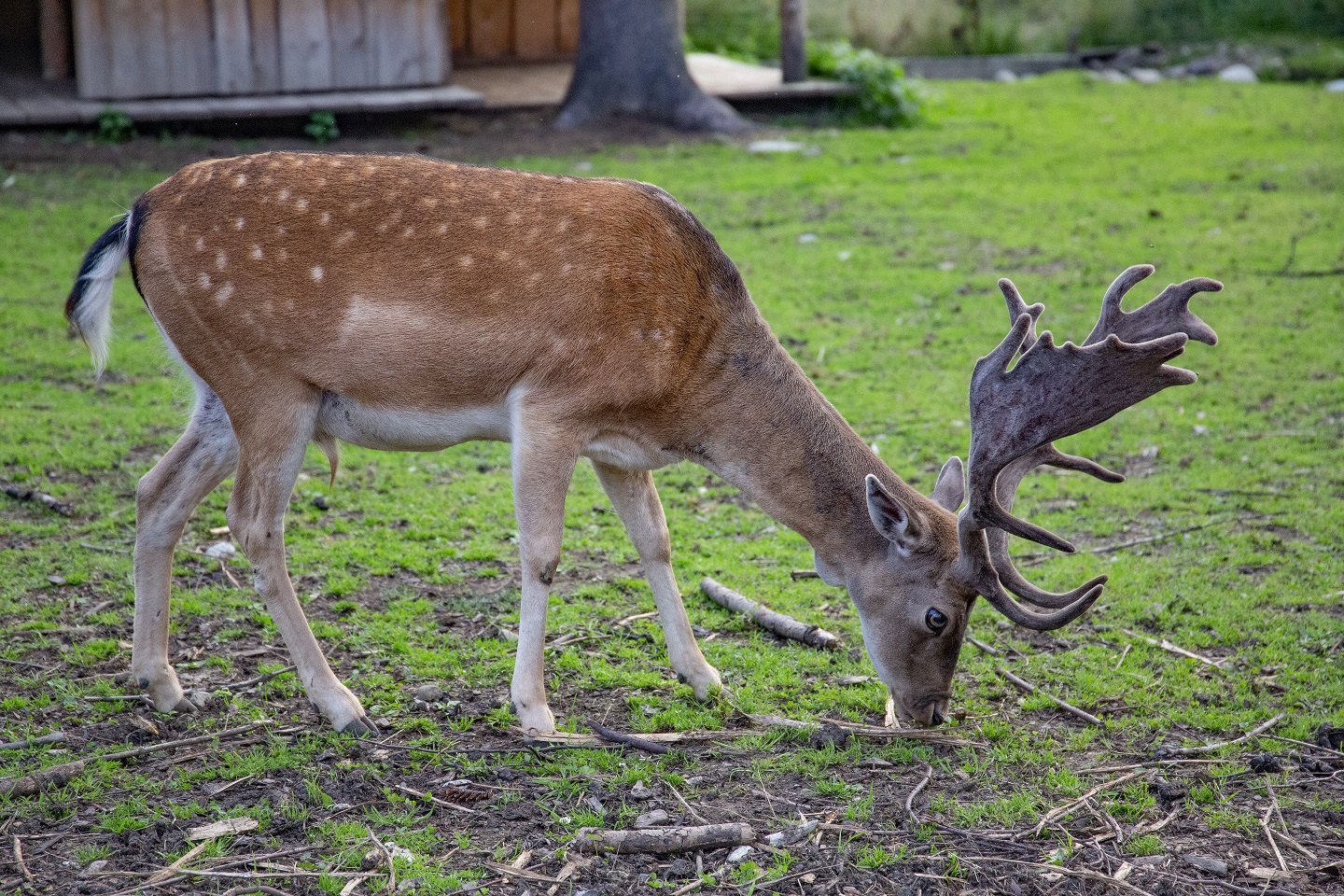 Ogrody zoologiczne Małopolska