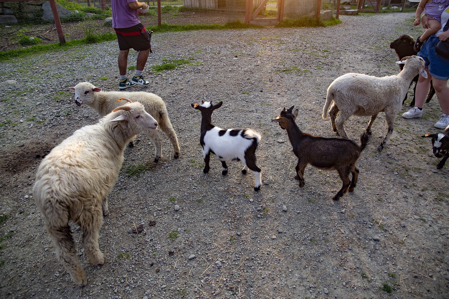 tatrzańskie mini zoo Zakopane - atrakcje dla dzieci
