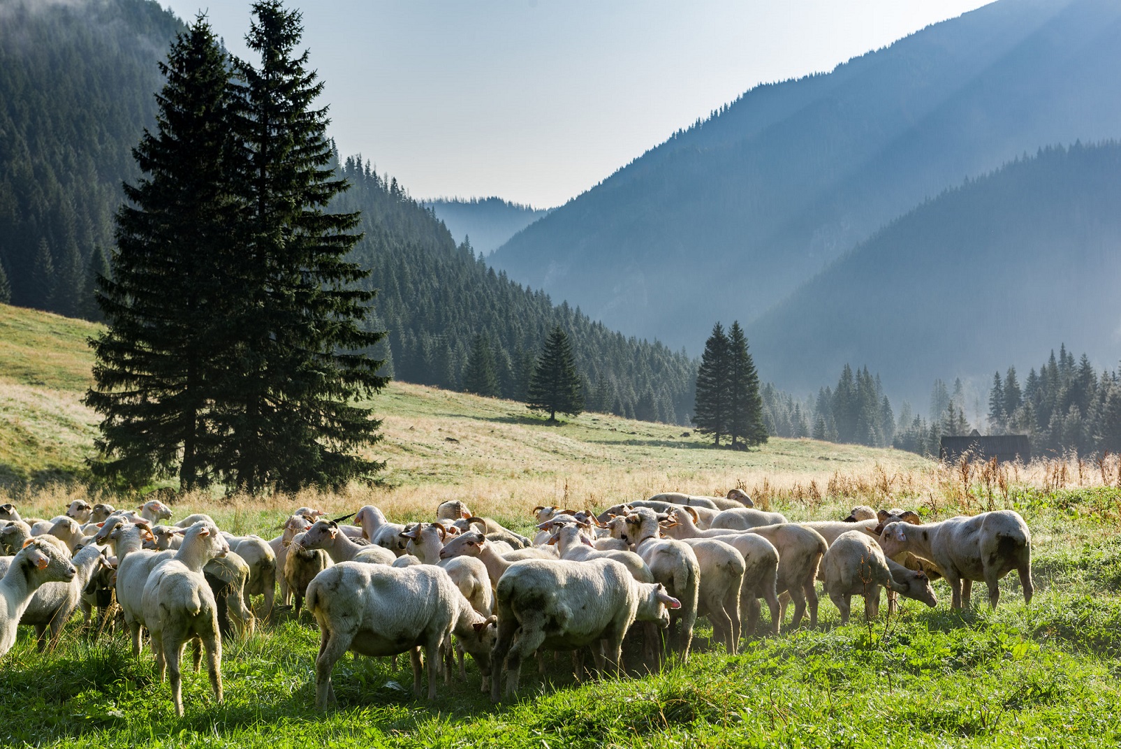 bacowka pieniny