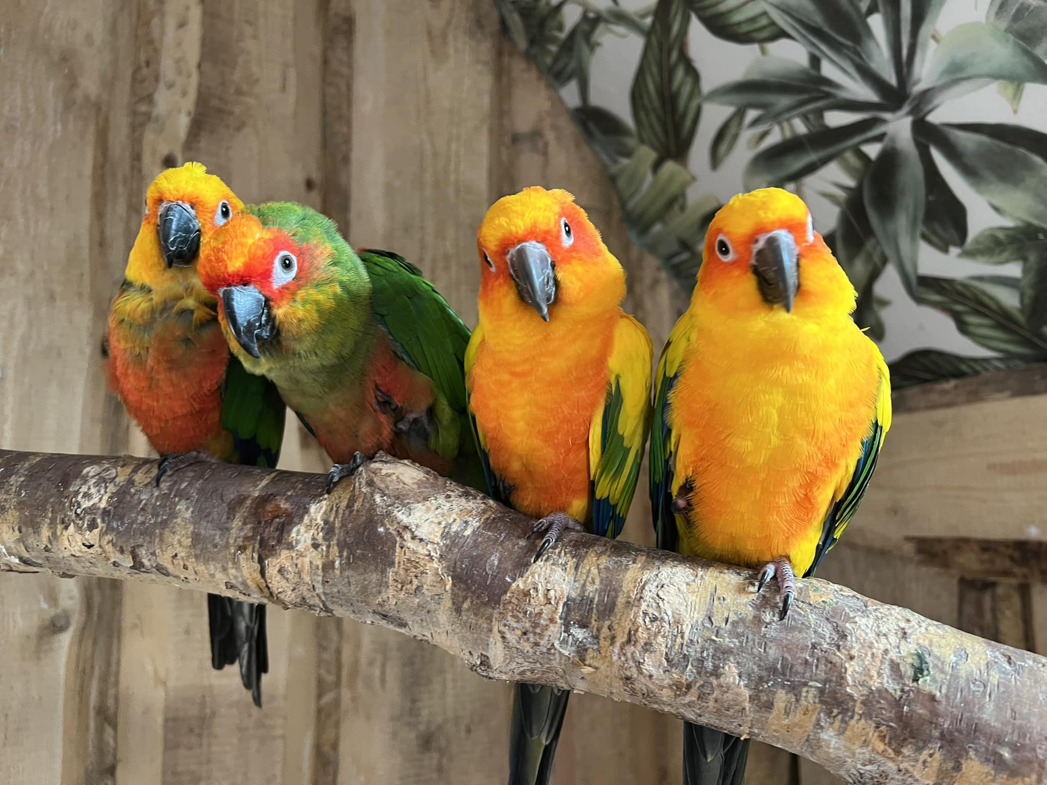 papugarnia egzotyczne zakopane 3