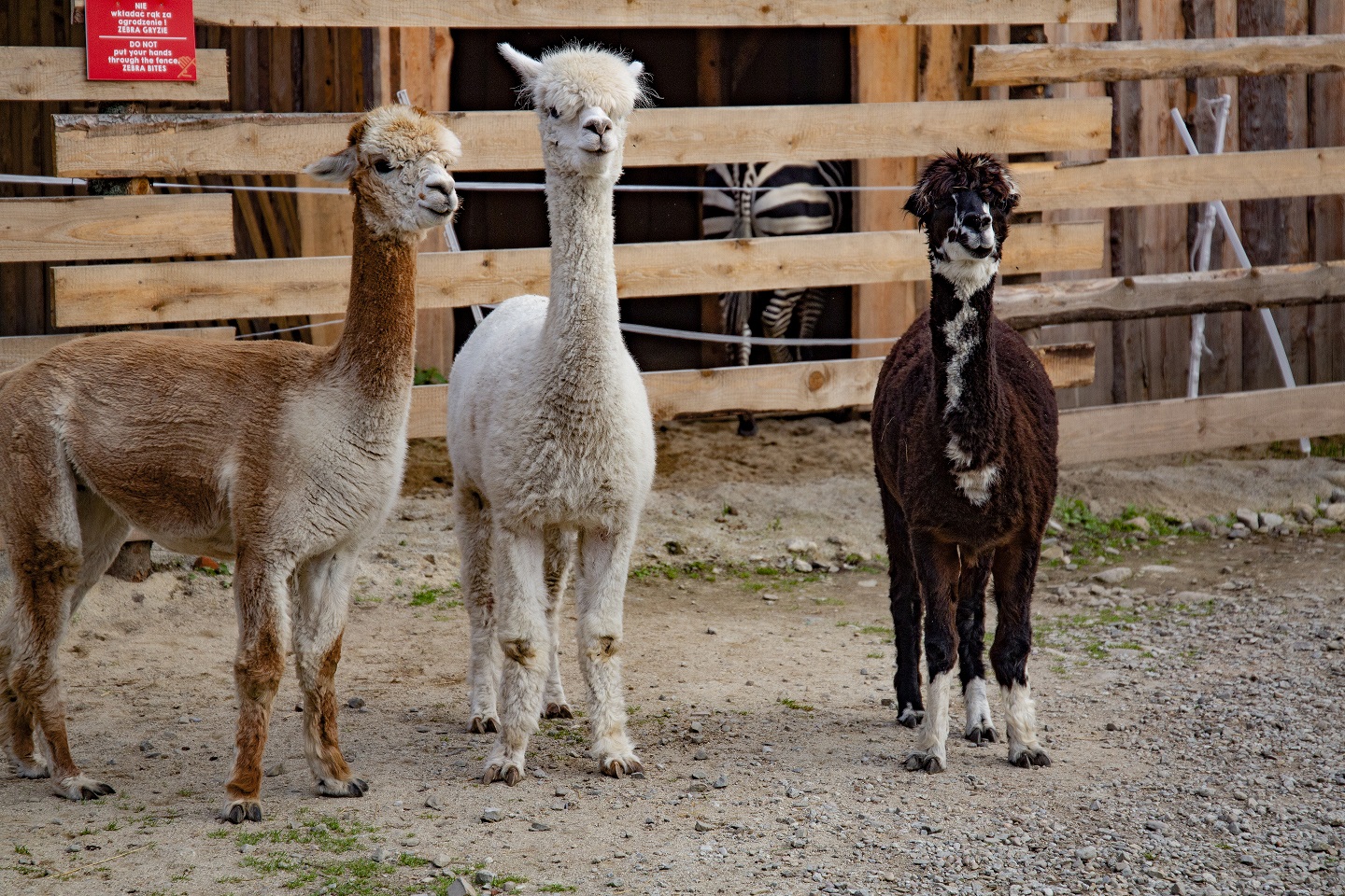 tatrzanskie zoo zakopane