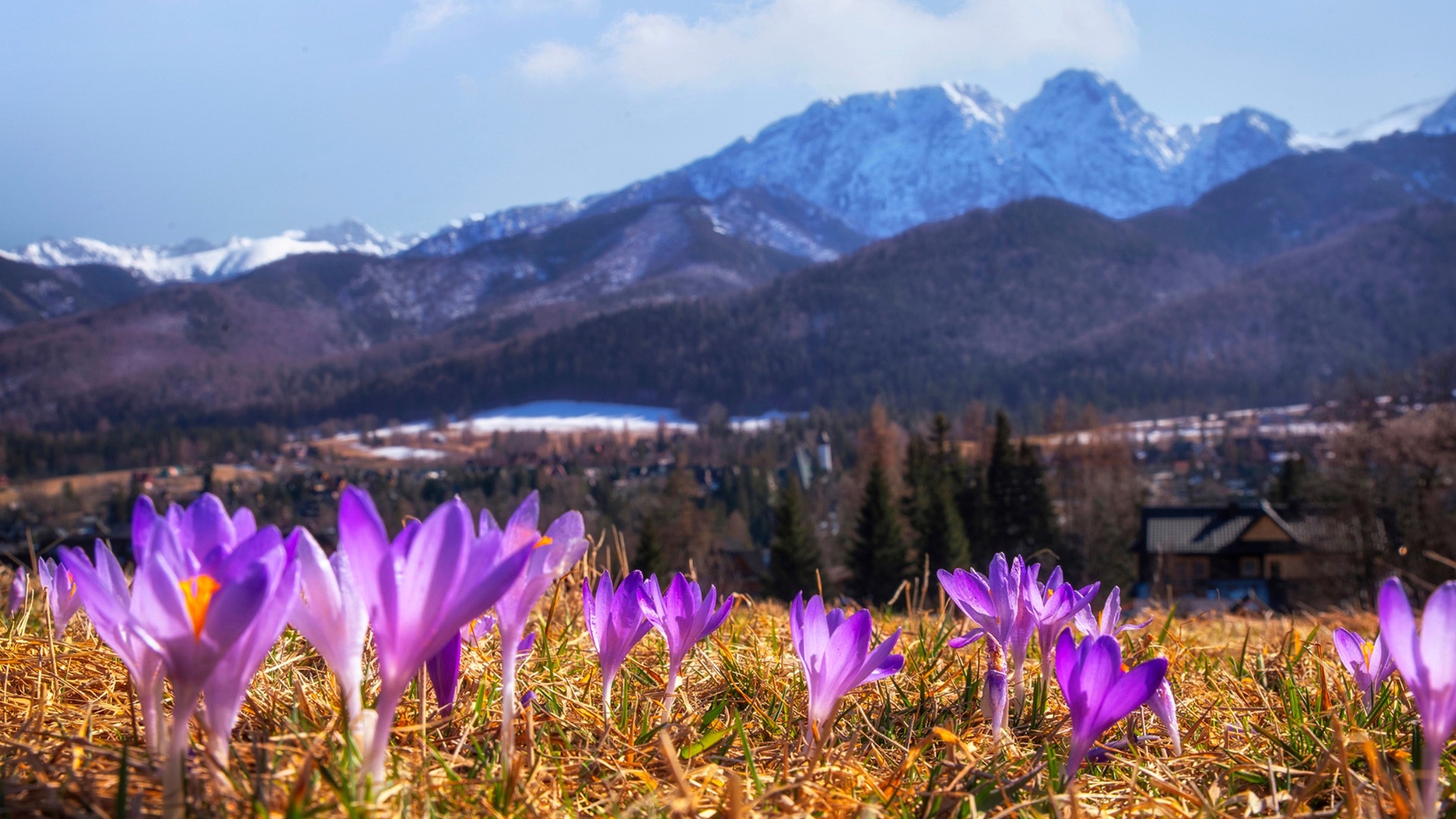 Cmentarz Pęksowy Brzysk