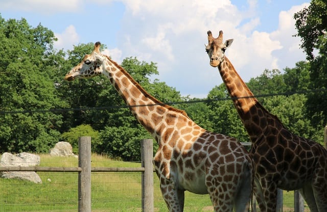 ZOO Opole