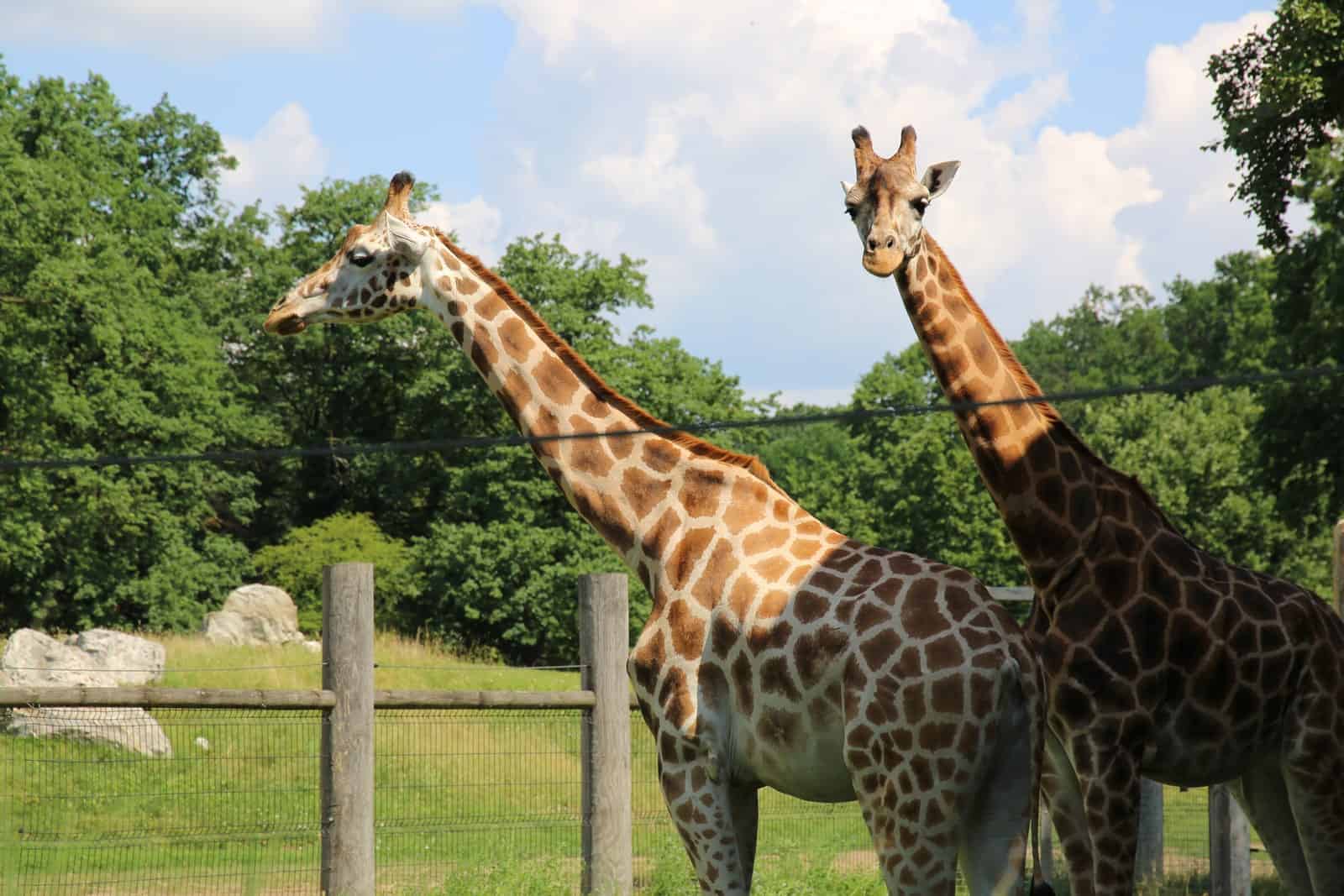 ZOO Opole