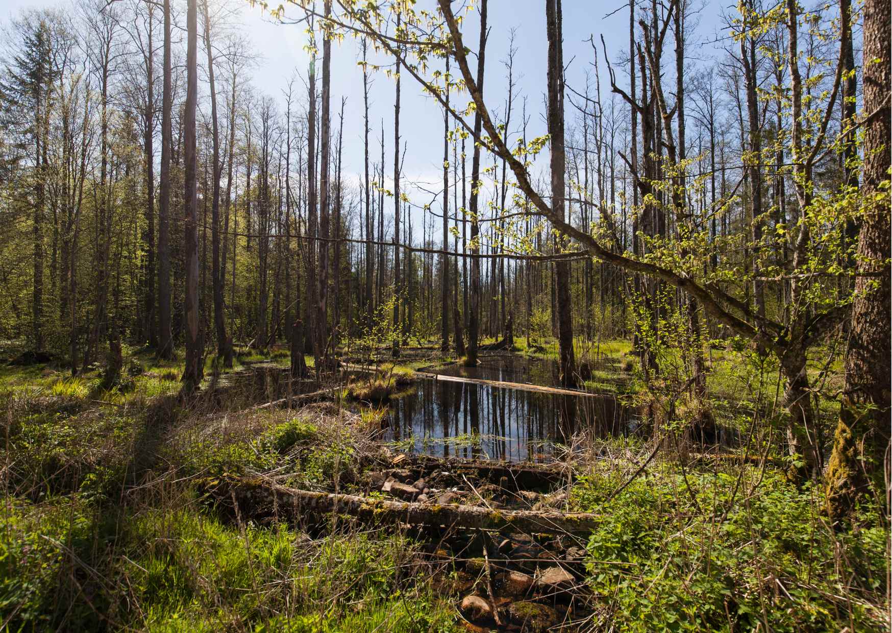 Bialowieski Park Narodowy