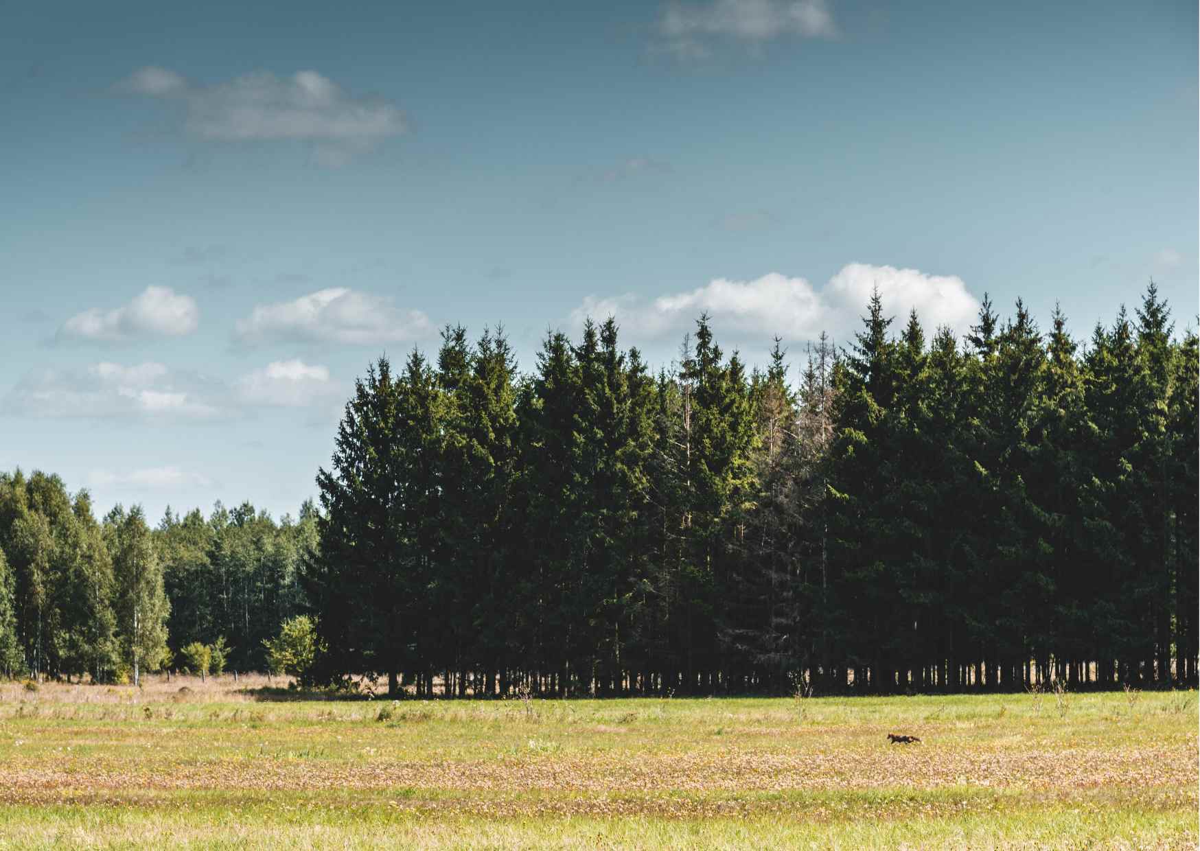 Bialowieski Park Narodowy 8