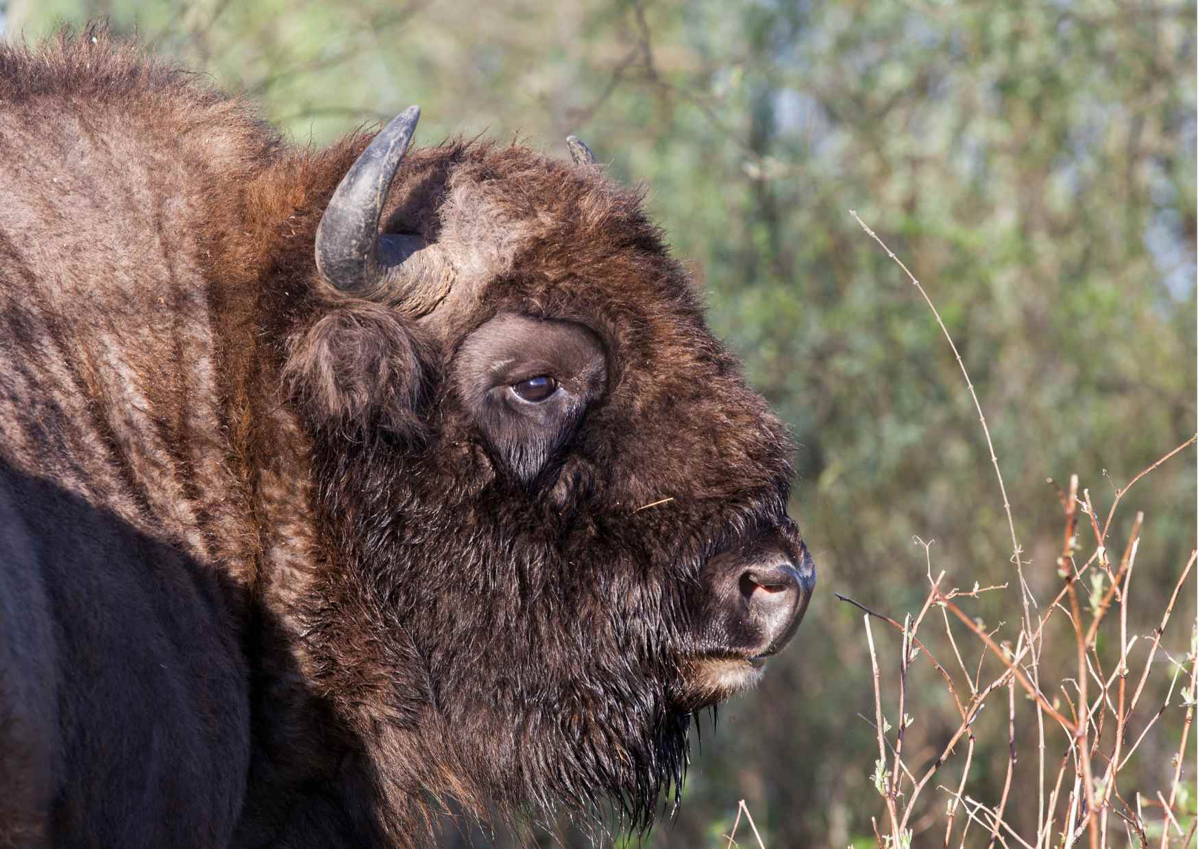 Bialowieski Park Narodowy 8