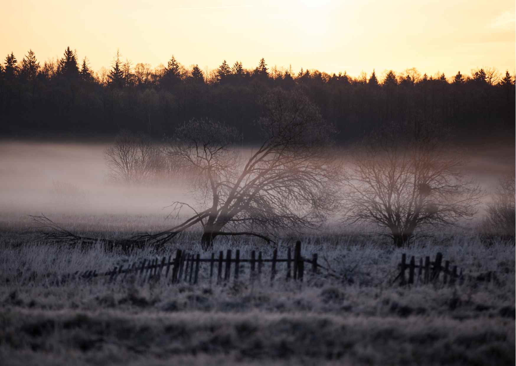 Bialowieski Park Narodowy