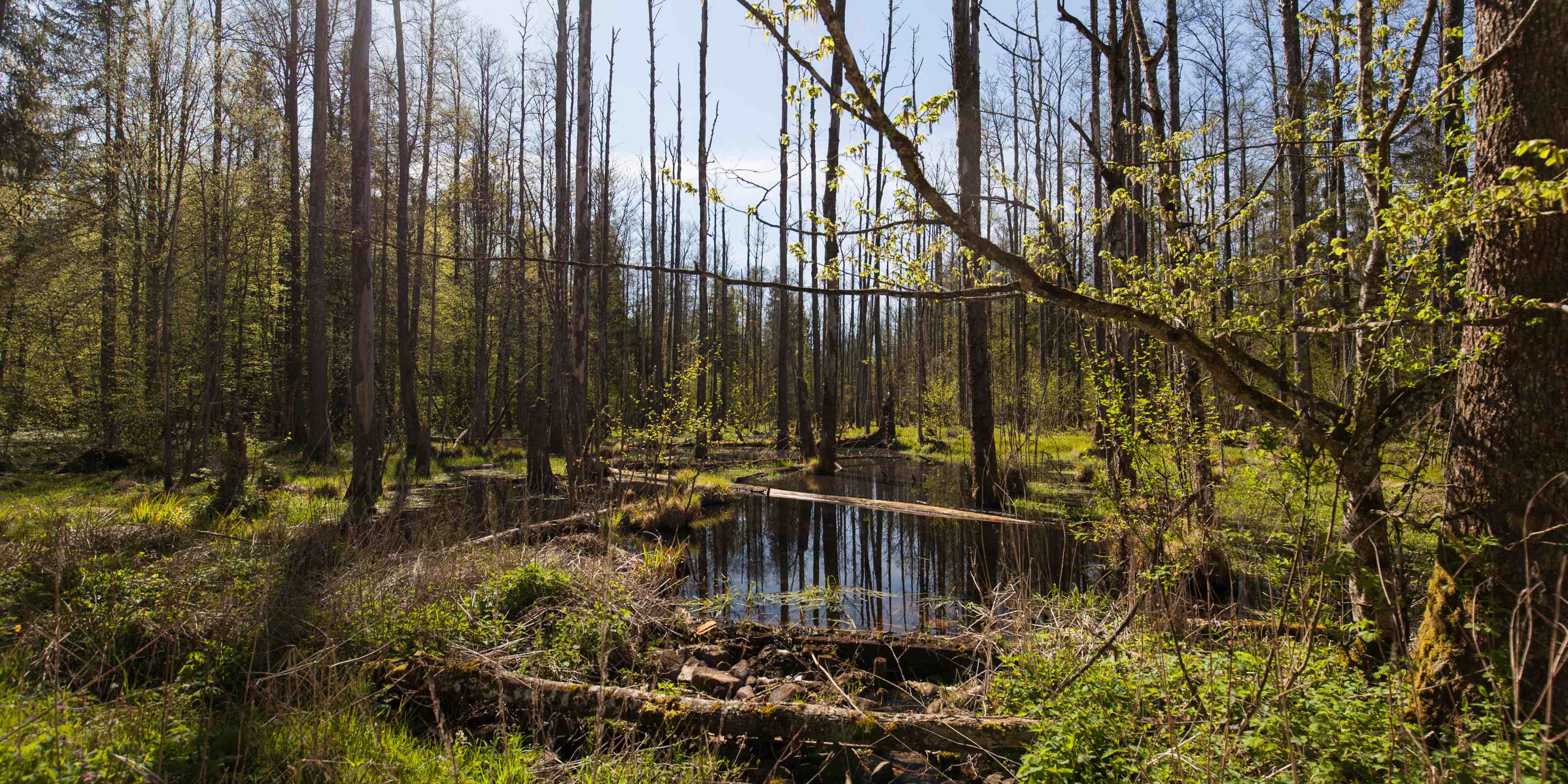 puszcza bialowieska