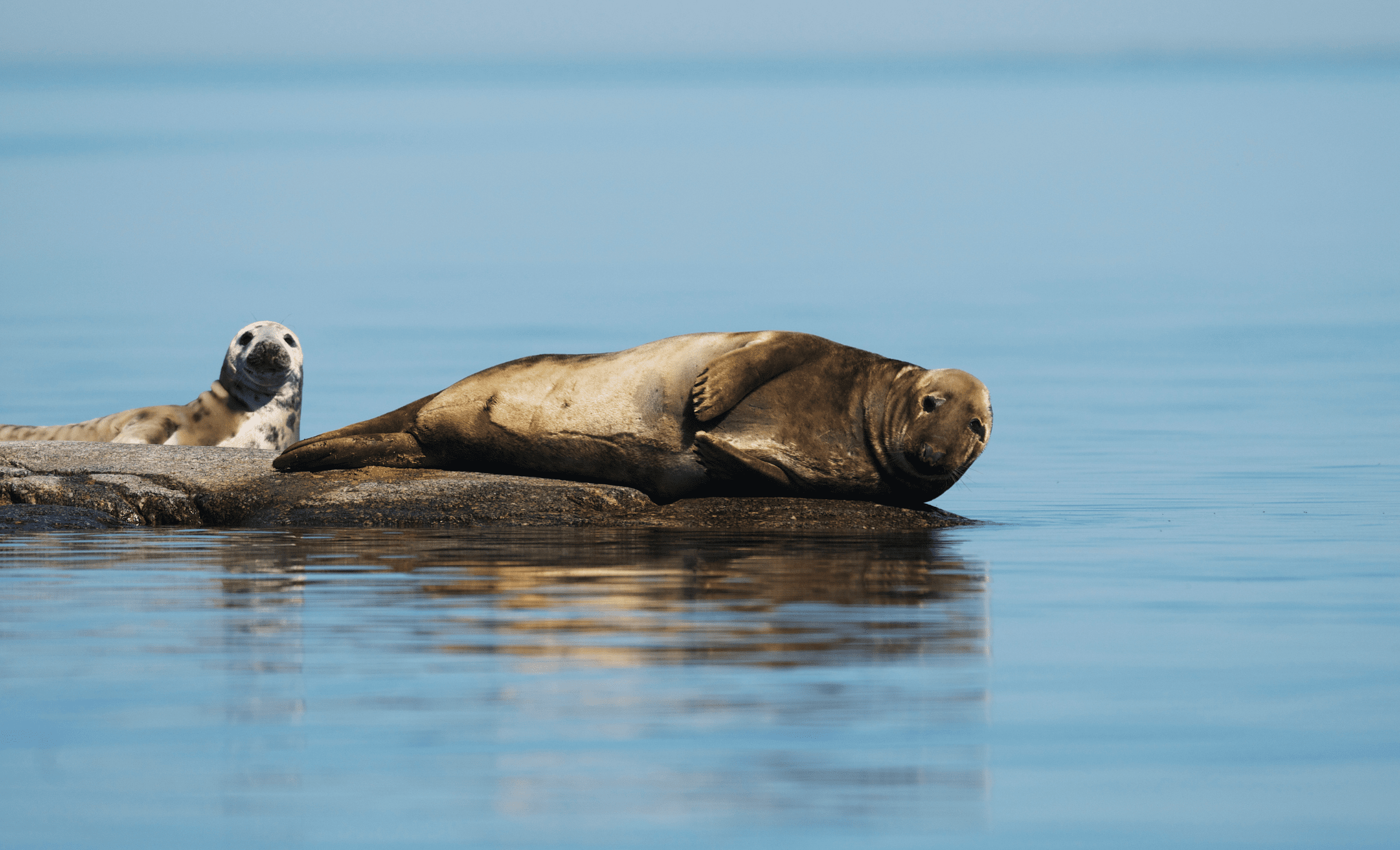 foka szara morze baltyckie gdansk