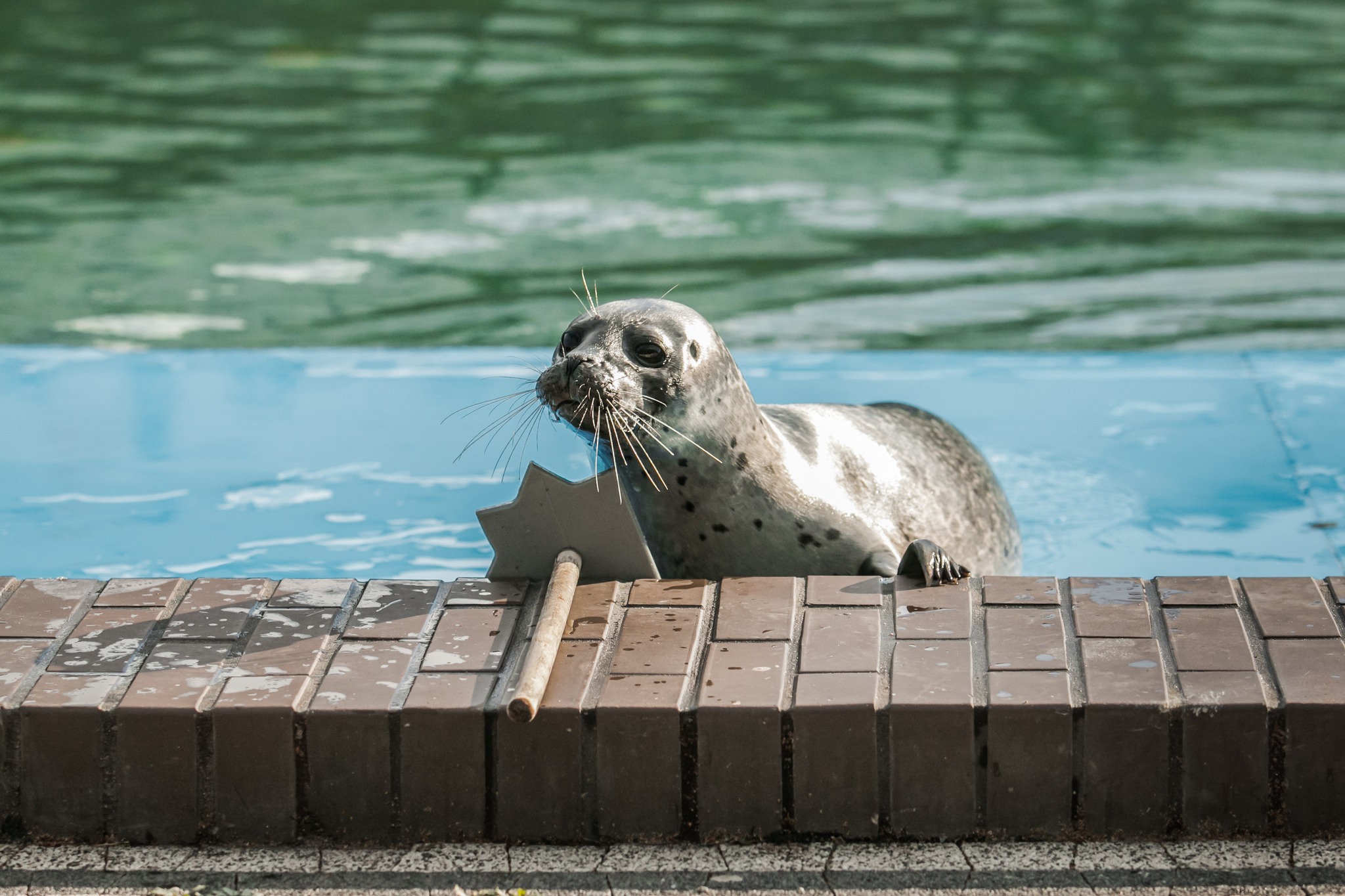 Fokarium Sea Park 