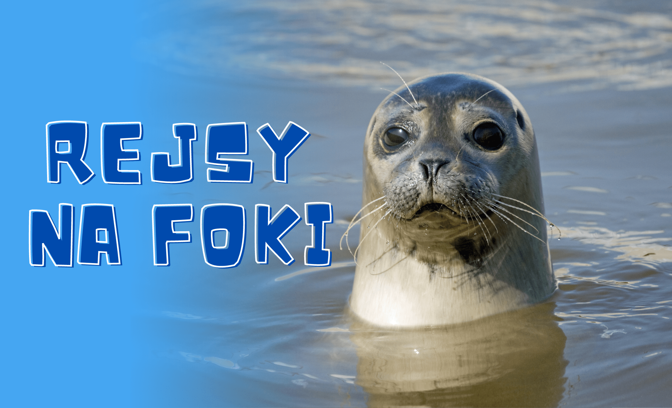 rejsy-na-foki-mikoszewo