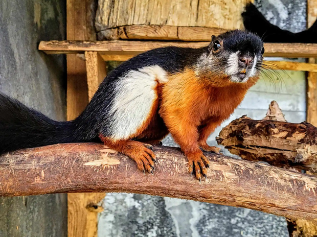 Mini ZOO Zwierzaki nad Potokiem gdynia 1