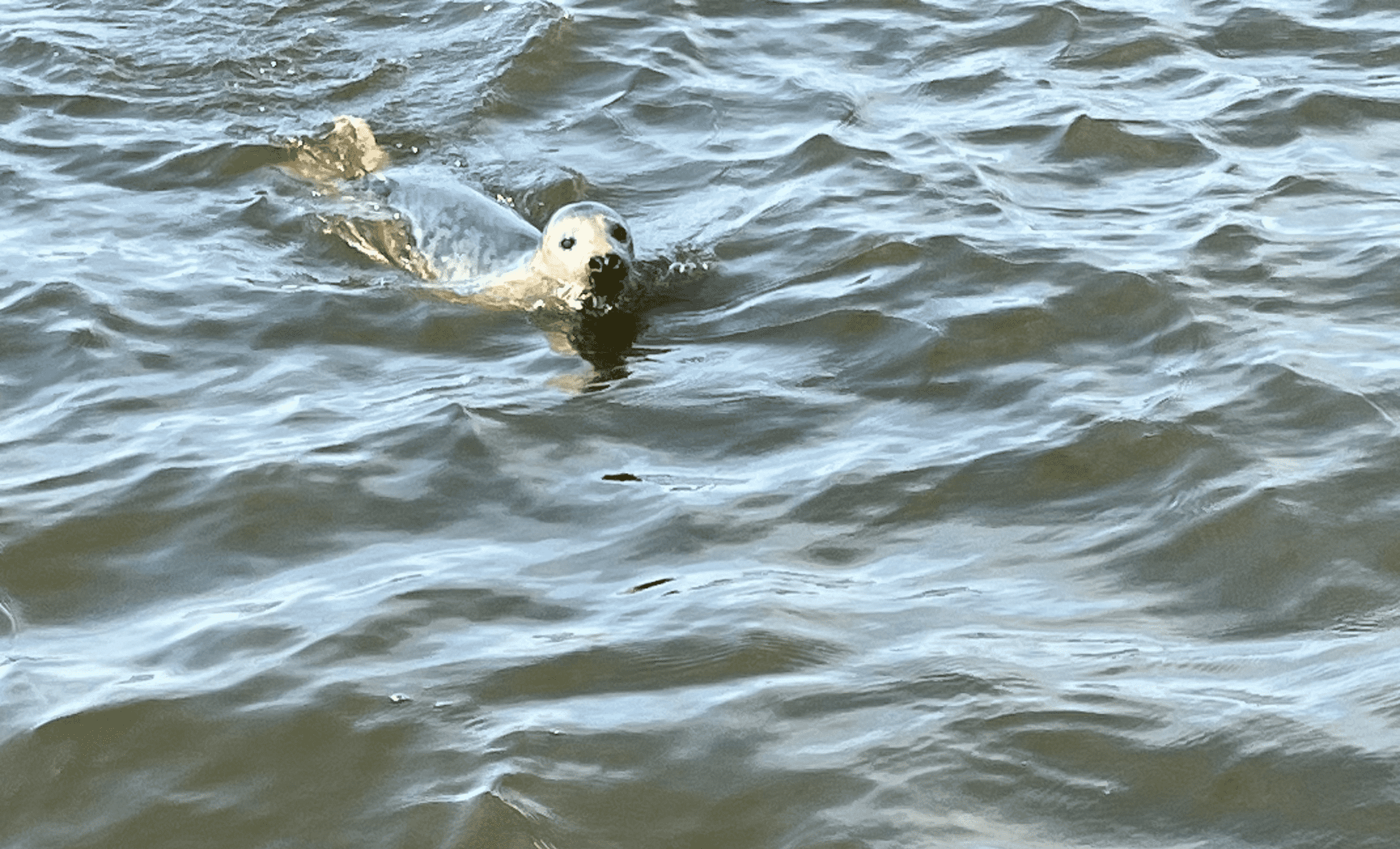 Rejsy na foki Mikoszewo Pomorskie