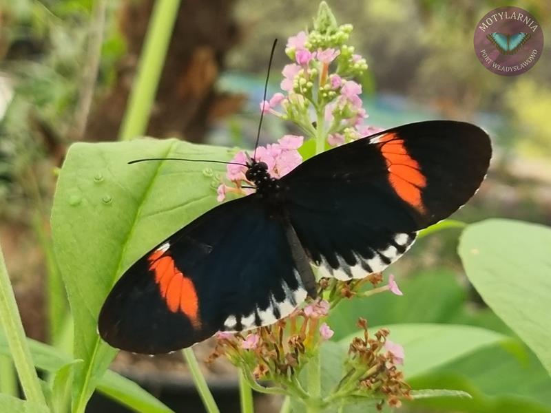 Motylarnia Władysławowo Port