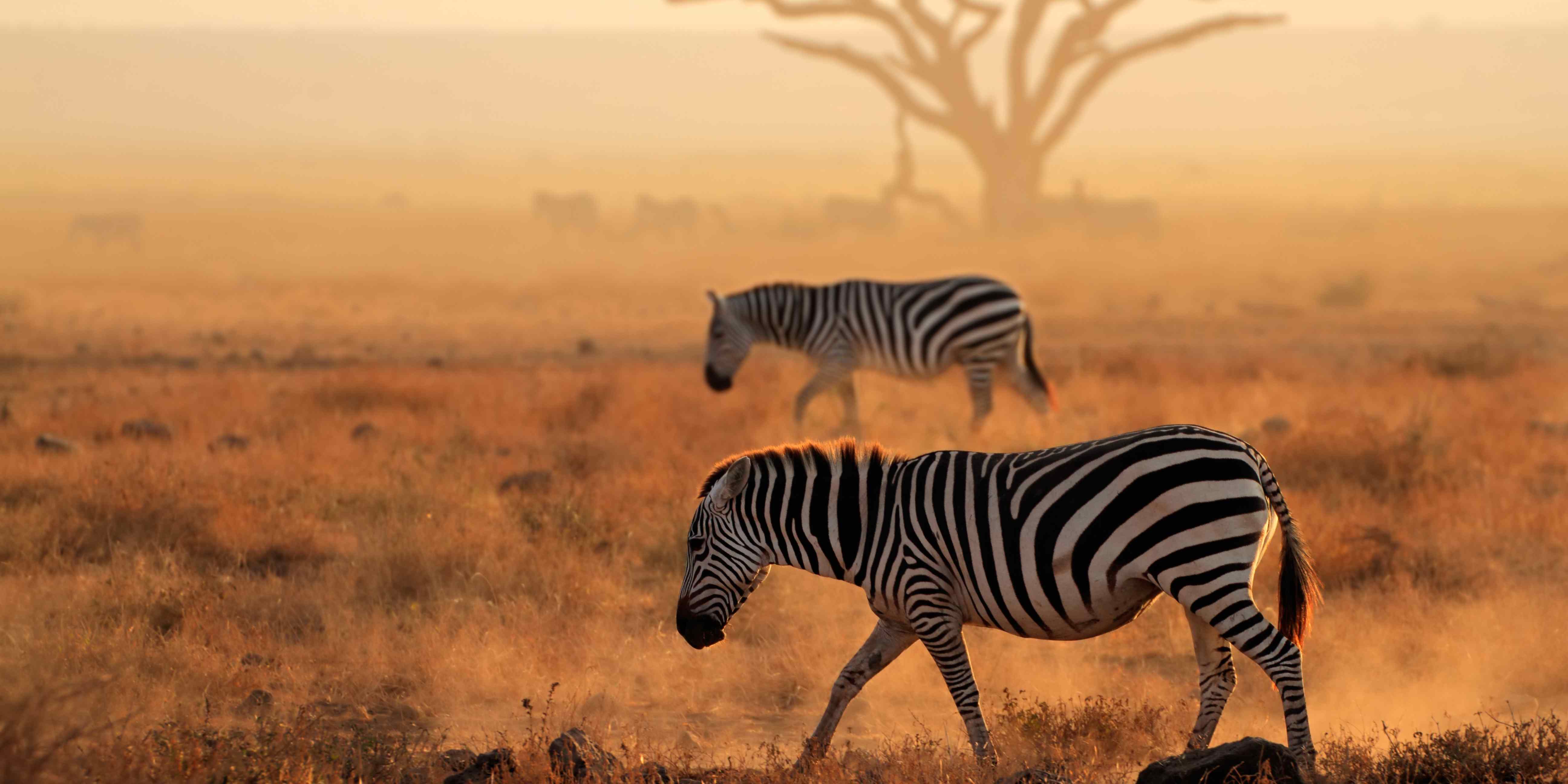 Jakie szczepienia przed wyjazdem do Kenii