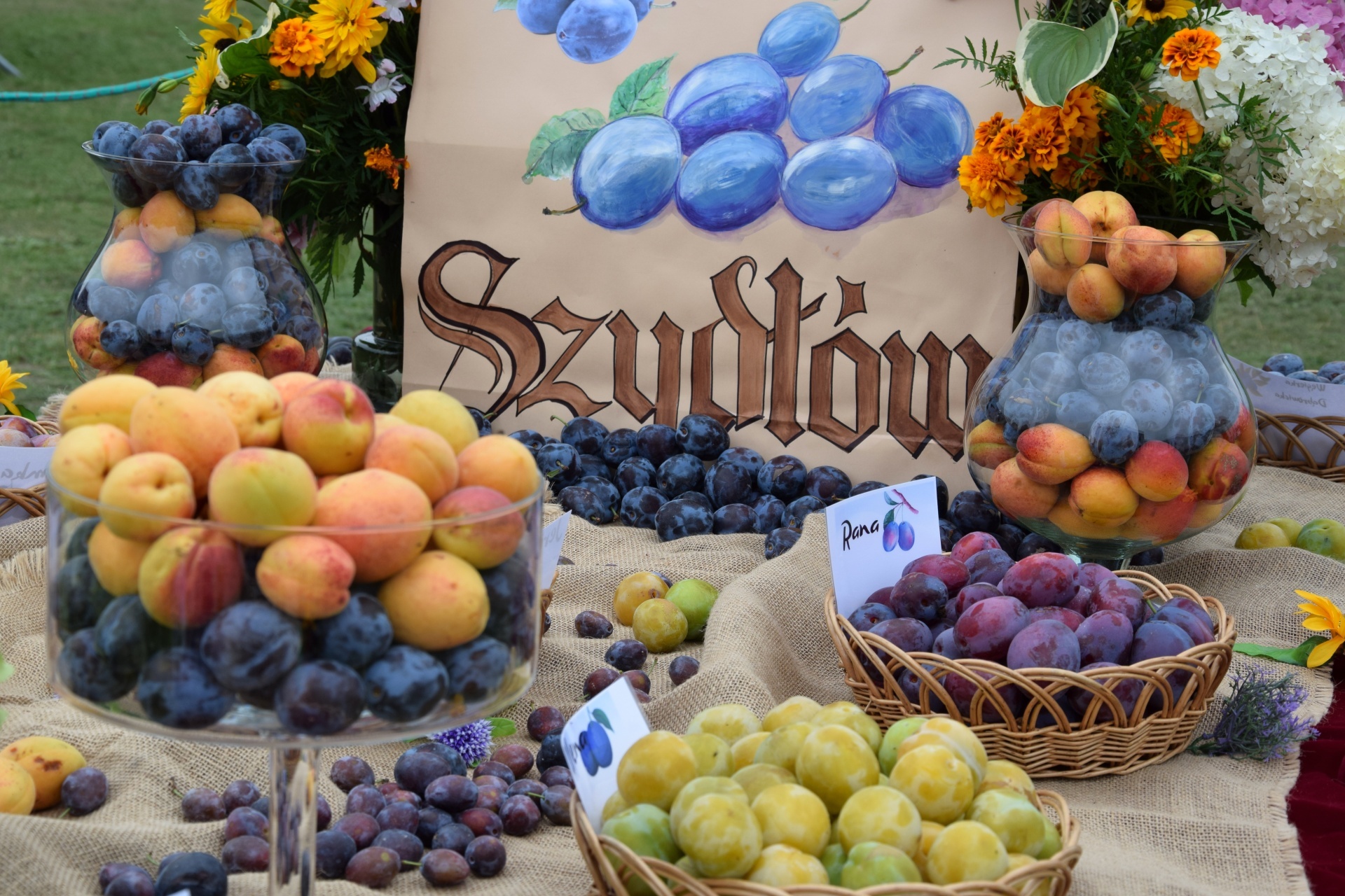 święto śliwki szydłów