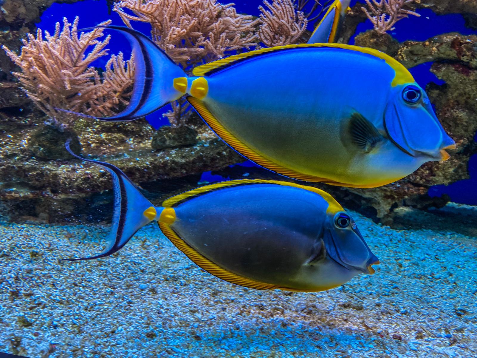 oceanarium miedzyzdroje