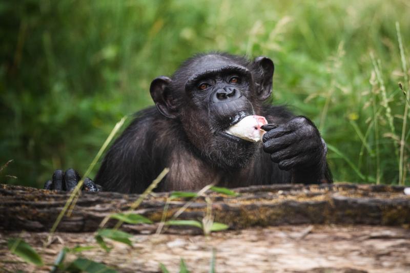 ZOO Wrocław