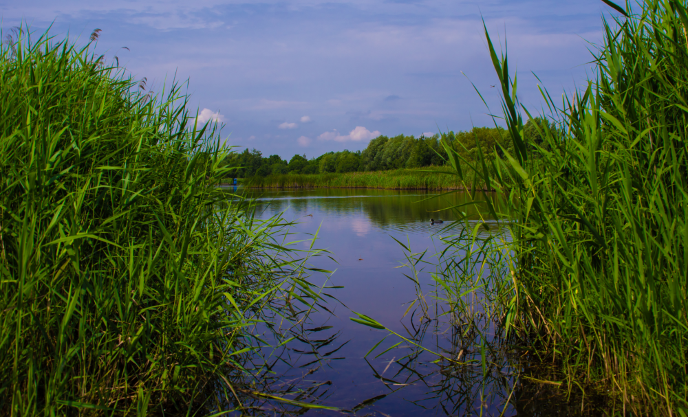 Żabie Doły Bytom