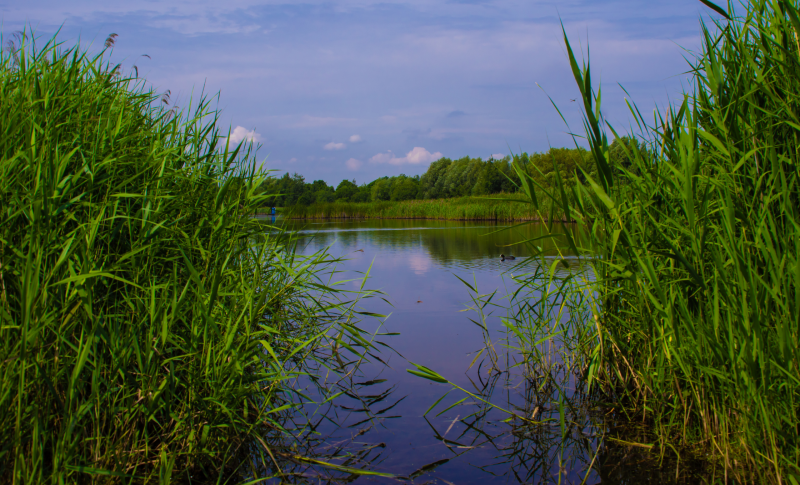 Żabie Doły Bytom