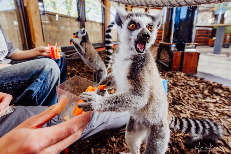 Kawiarnia z lemurami w Miłkowie