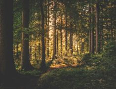 Bialowieski-Park-Narodowy